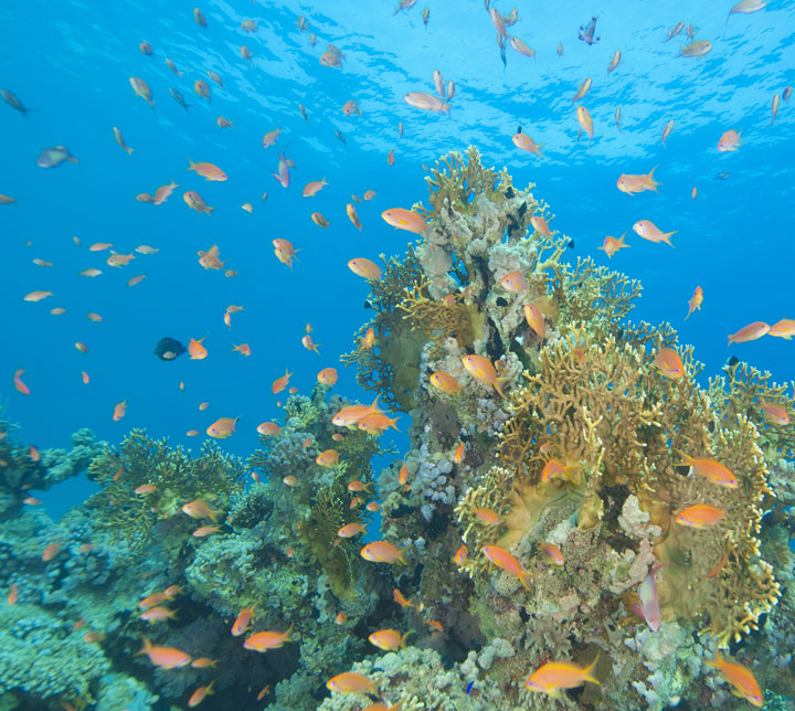 Diving tour in Colombo sri lanka diving tour