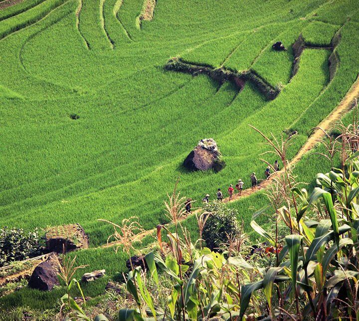 Trek, paddy field, Vietnam