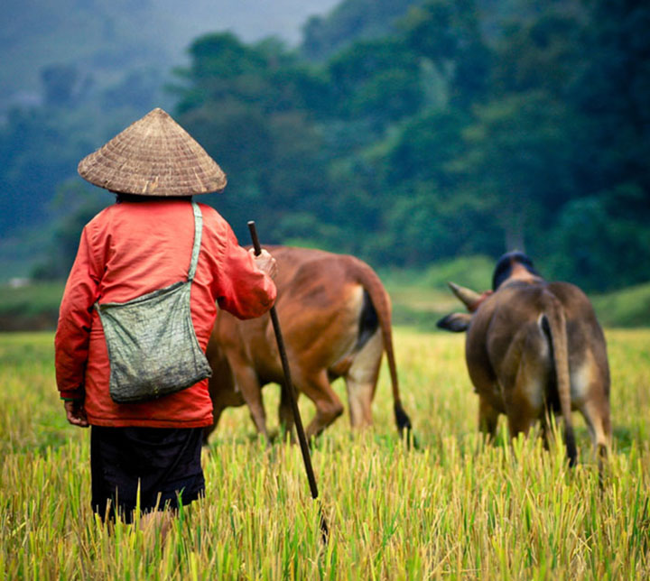 A farmer with cows in Vietnam Farmer, Cows, Vietnam