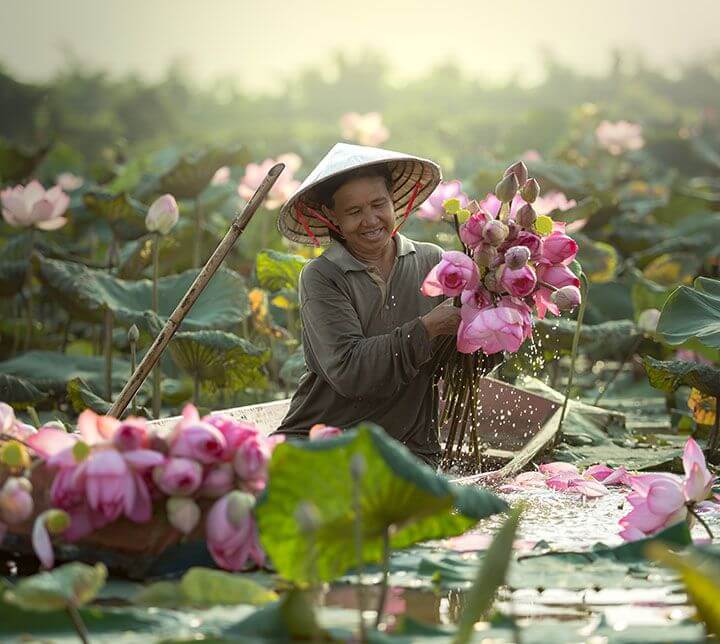 A farmer picking some Lotus flowers in Vietnam Vietnam, Farmer, Lotus flower