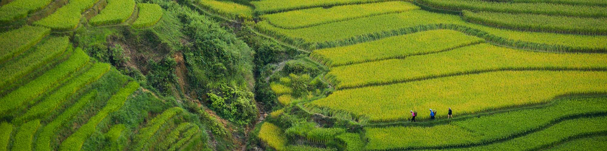 Rice, Plantations, Vietnam, Doan Tuan