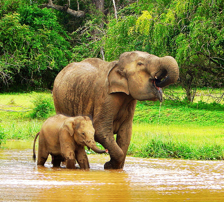 Sri Lanka Tour